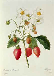 Fragaria (Fraise), gravé par Chapuis, de 